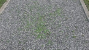 20160207_122840 (Custom)