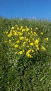 Groene Zoom Zuiderpolder (10)