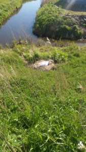 Groene Zoom Zuiderpolder (11)
