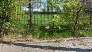 Groene Zoom Zuiderpolder (12)