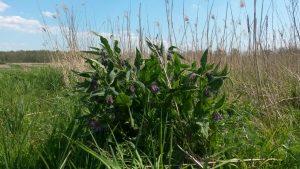 Groene Zoom Zuiderpolder (14)