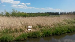 Groene Zoom Zuiderpolder (18)