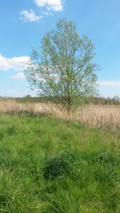 Groene Zoom Zuiderpolder (21)