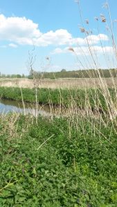 Groene Zoom Zuiderpolder (23)
