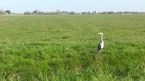 Groene Zoom Zuiderpolder (8)