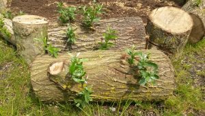 “Oase Oost”  Open dag  21-05-2016.