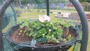 Opendag Groen Groep oost 21-05-2016 (9)
