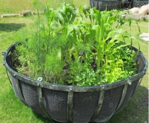 Buurtmoestuin Groene Oase