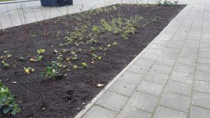 Groene Noiret (1)
