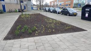 Groene Noiret (3)
