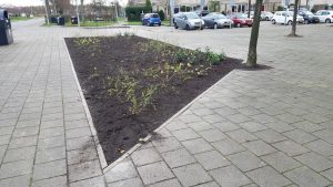 Groene Noiret (4)