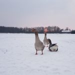 Winterpracht 2021 (11)