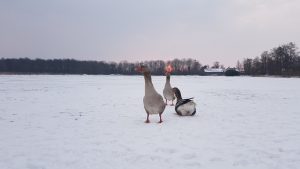 Winterpracht 2021 (11)