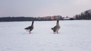 Winterpracht 2021 (12)