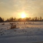 Winterpracht 2021 (16)