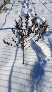 Winterpracht 2021 (35)