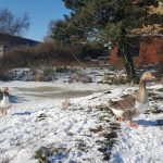 Winterpracht 2021 (5)