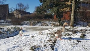 Winterpracht 2021 (5)