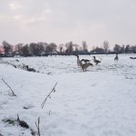 Winterpracht 2021 (9)