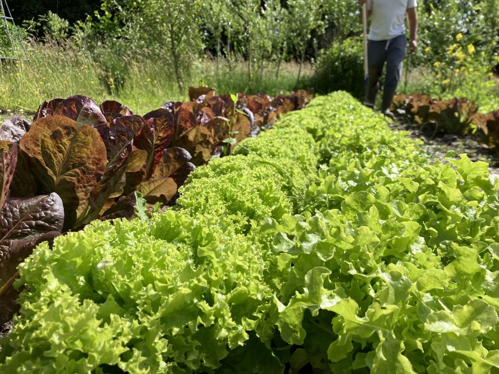 DOE JIJ MEE MET DE OOGST BIJ BUURTBOERDERIJ NIEUWEWEG?