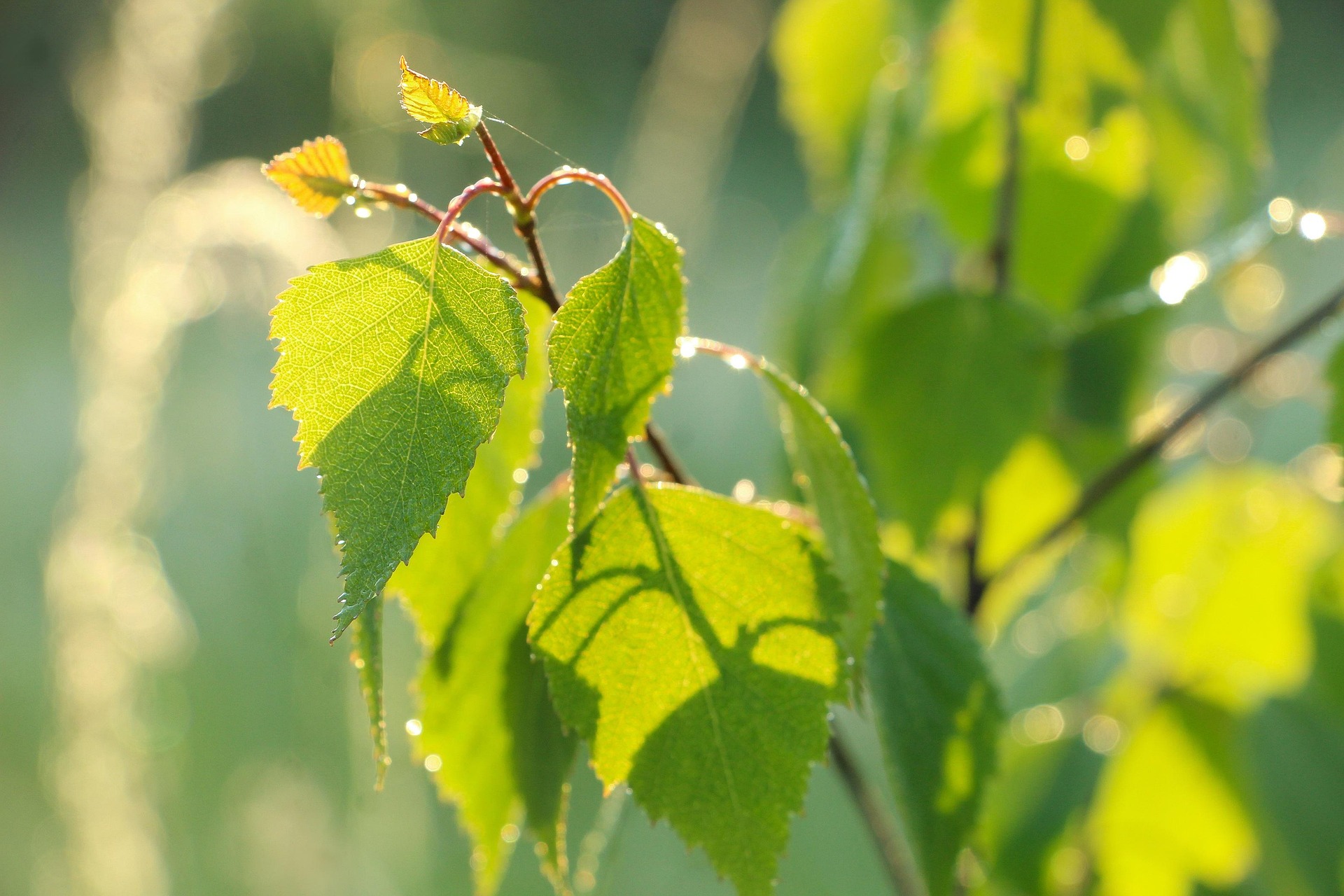 Gratis jonge boompjes